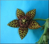 Orbea halipedicola 